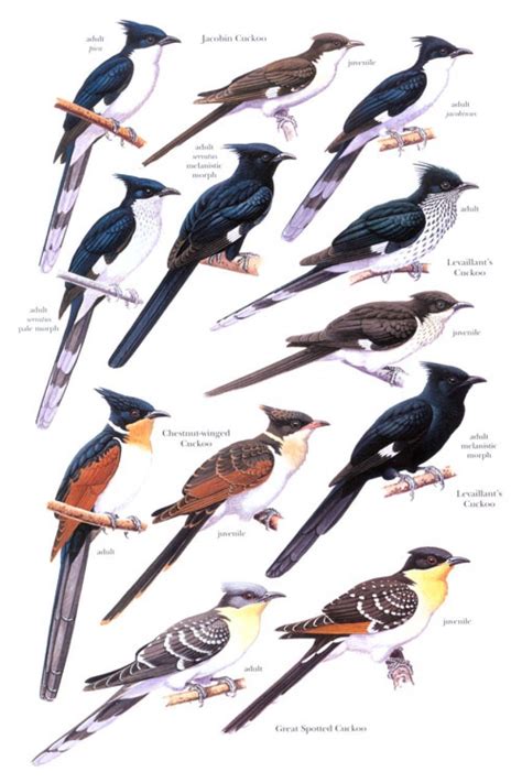 cuccoo|cuckoo identification chart.